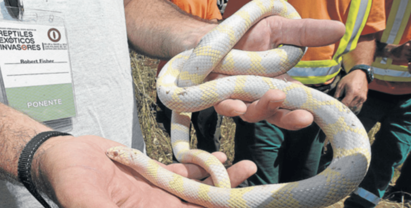 Un ejemplar albino de serpiente real de California capturado hace anÌƒos en San Roque (Valsequillo) durante una batida con expertos en reptiles exoÌticos (Foto Canarias7 / Gerardo Montesdeoca)